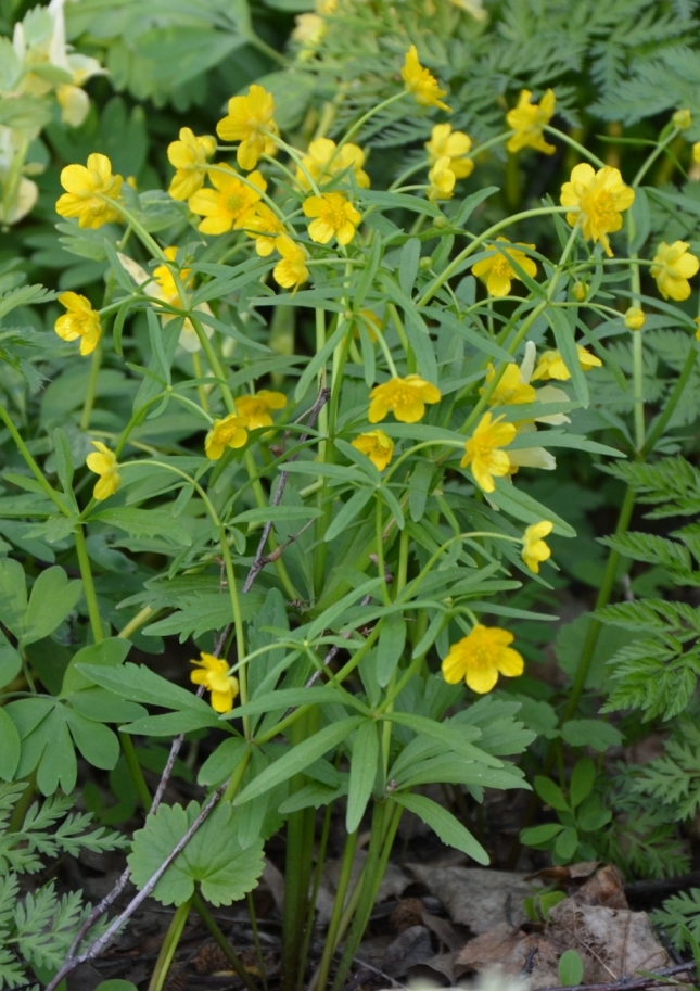 Image of Ranunculus monophyllus specimen.