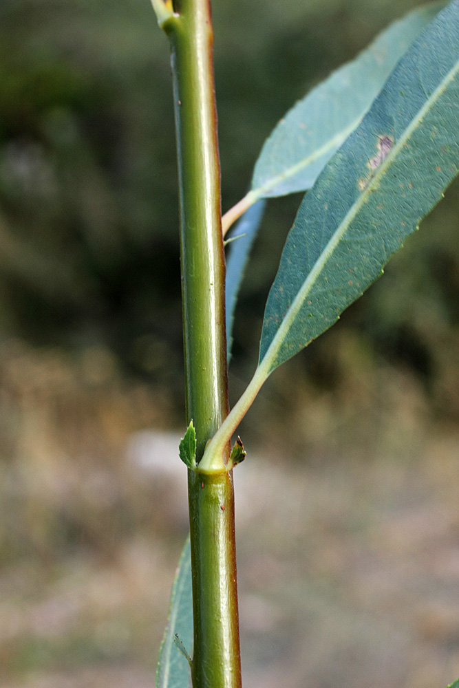 Изображение особи Salix pycnostachya.