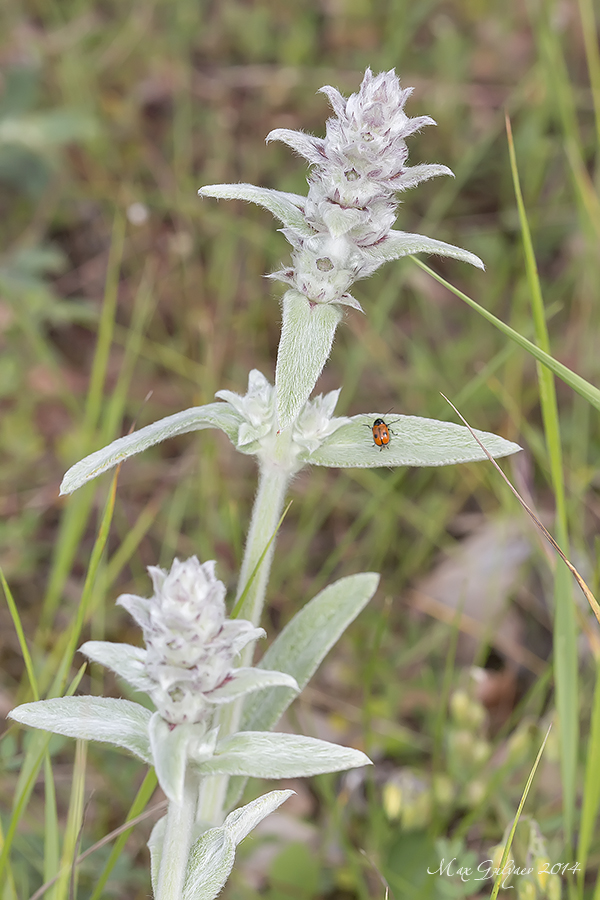 Image of Stachys velata specimen.