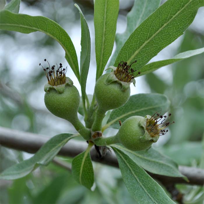 Image of Pyrus salicifolia specimen.