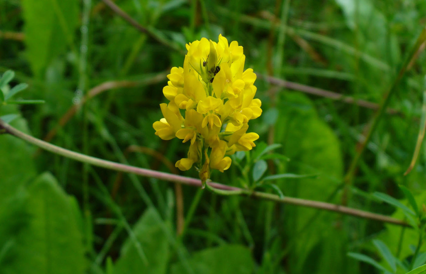 Изображение особи род Medicago.