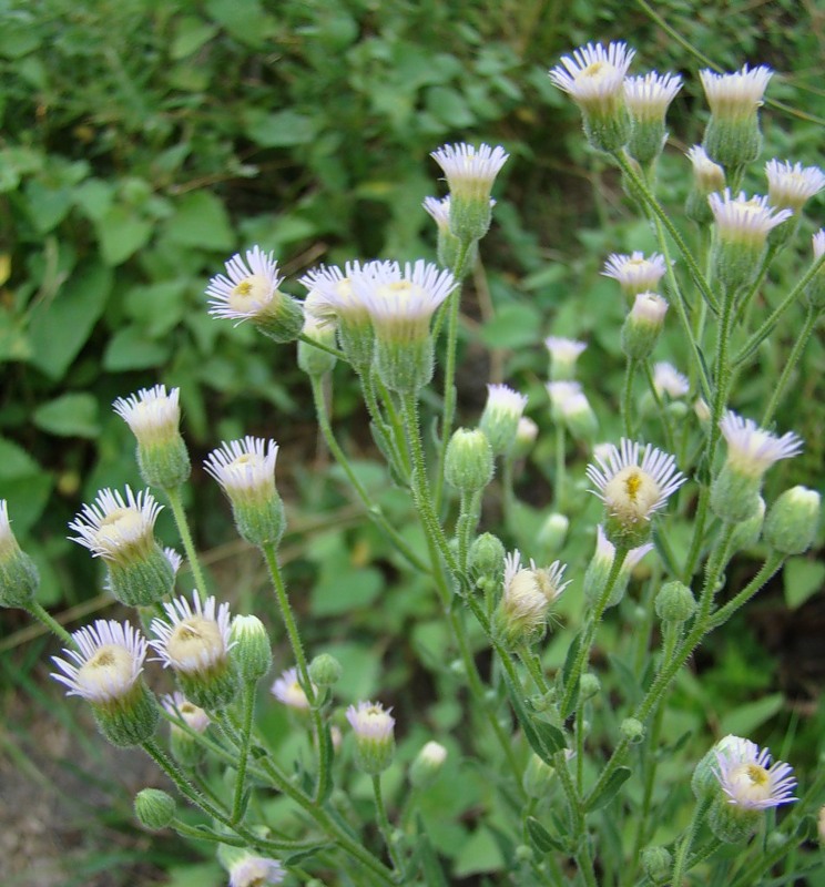 Изображение особи Erigeron podolicus.