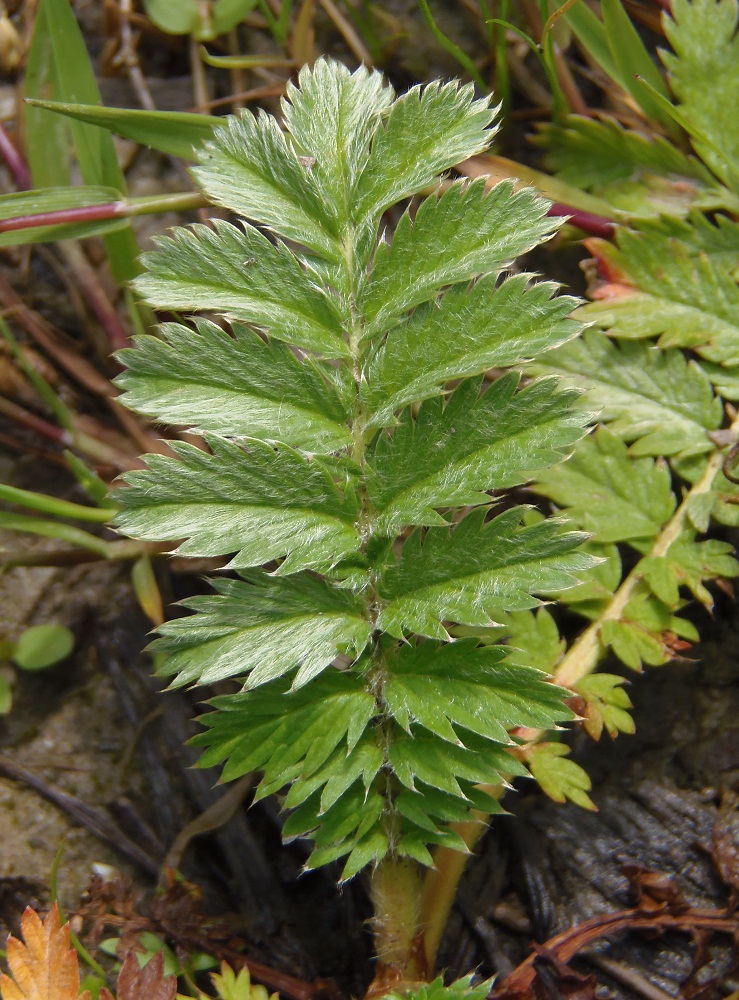 Image of Potentilla anserina specimen.