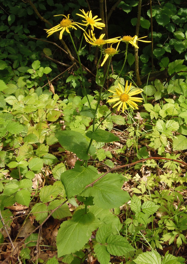 Изображение особи Doronicum austriacum.