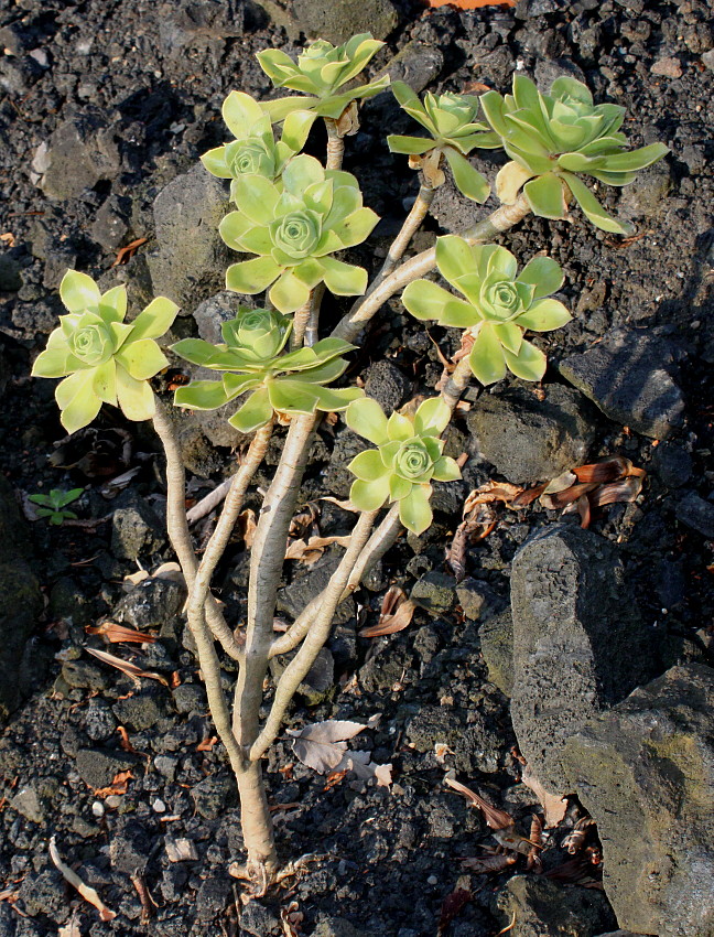 Изображение особи Aeonium arboreum.