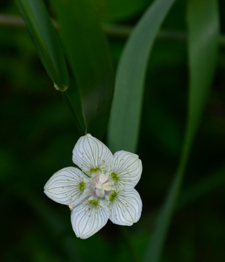 Image of Parnassia palustris specimen.