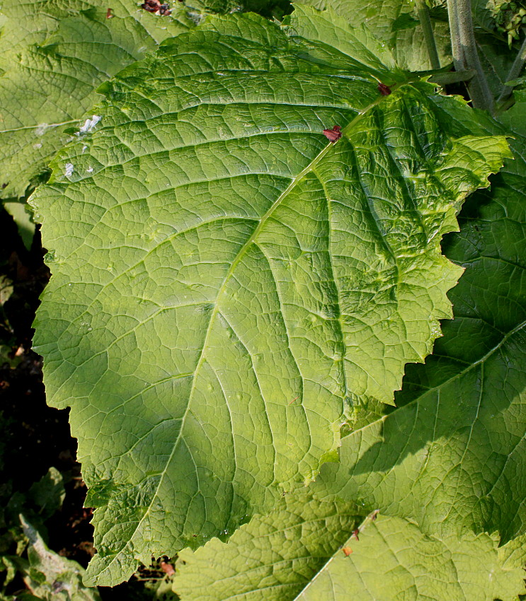 Изображение особи Telekia speciosa.