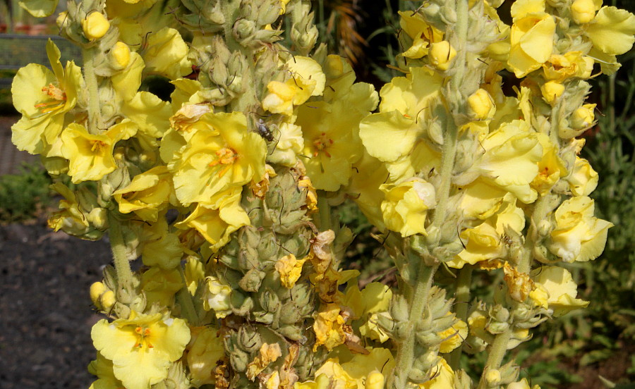 Image of genus Verbascum specimen.