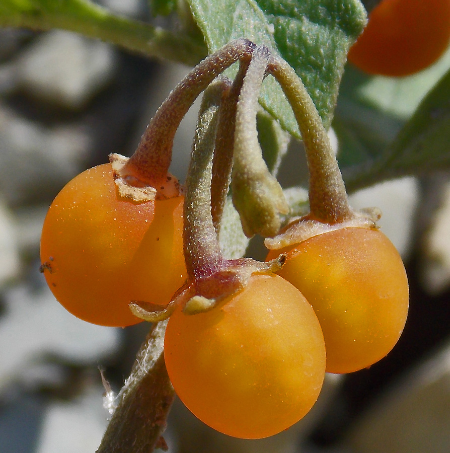 Image of Solanum woronowii specimen.