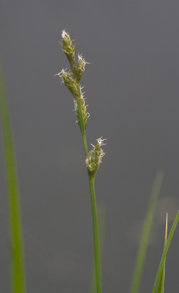 Изображение особи Carex canescens.