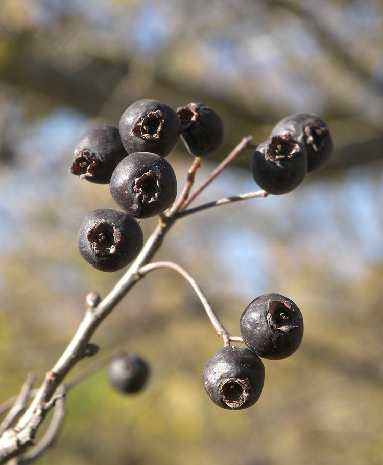 Image of Crataegus pentagyna specimen.