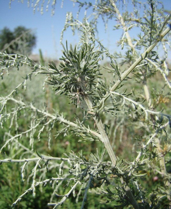 Изображение особи Artemisia santonicum.