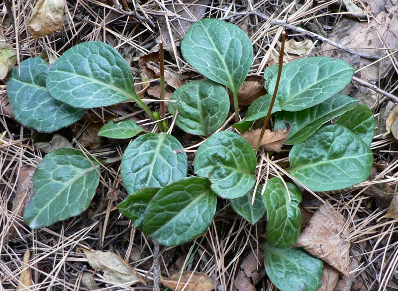 Image of Pyrola japonica specimen.