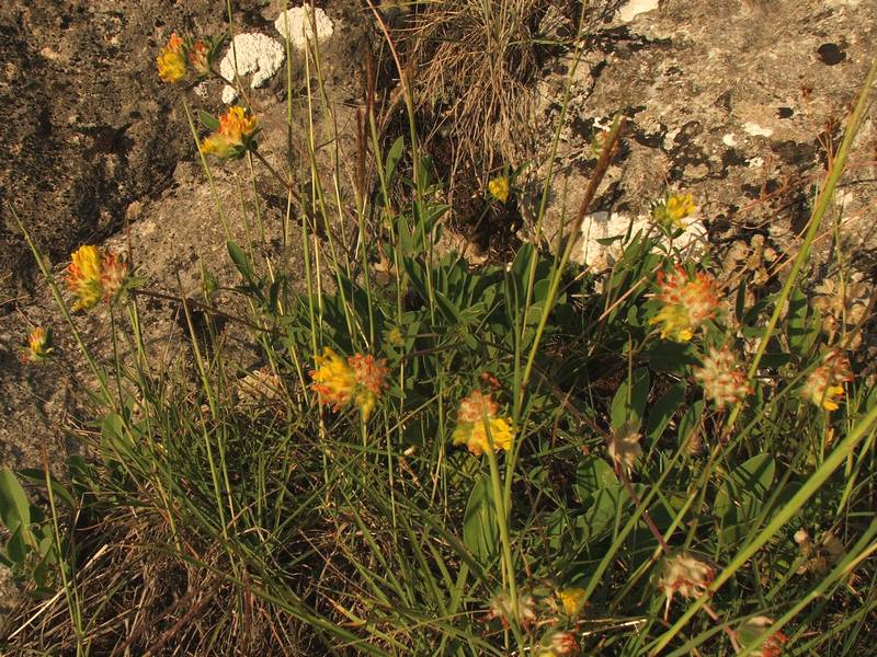 Изображение особи Anthyllis macrocephala.