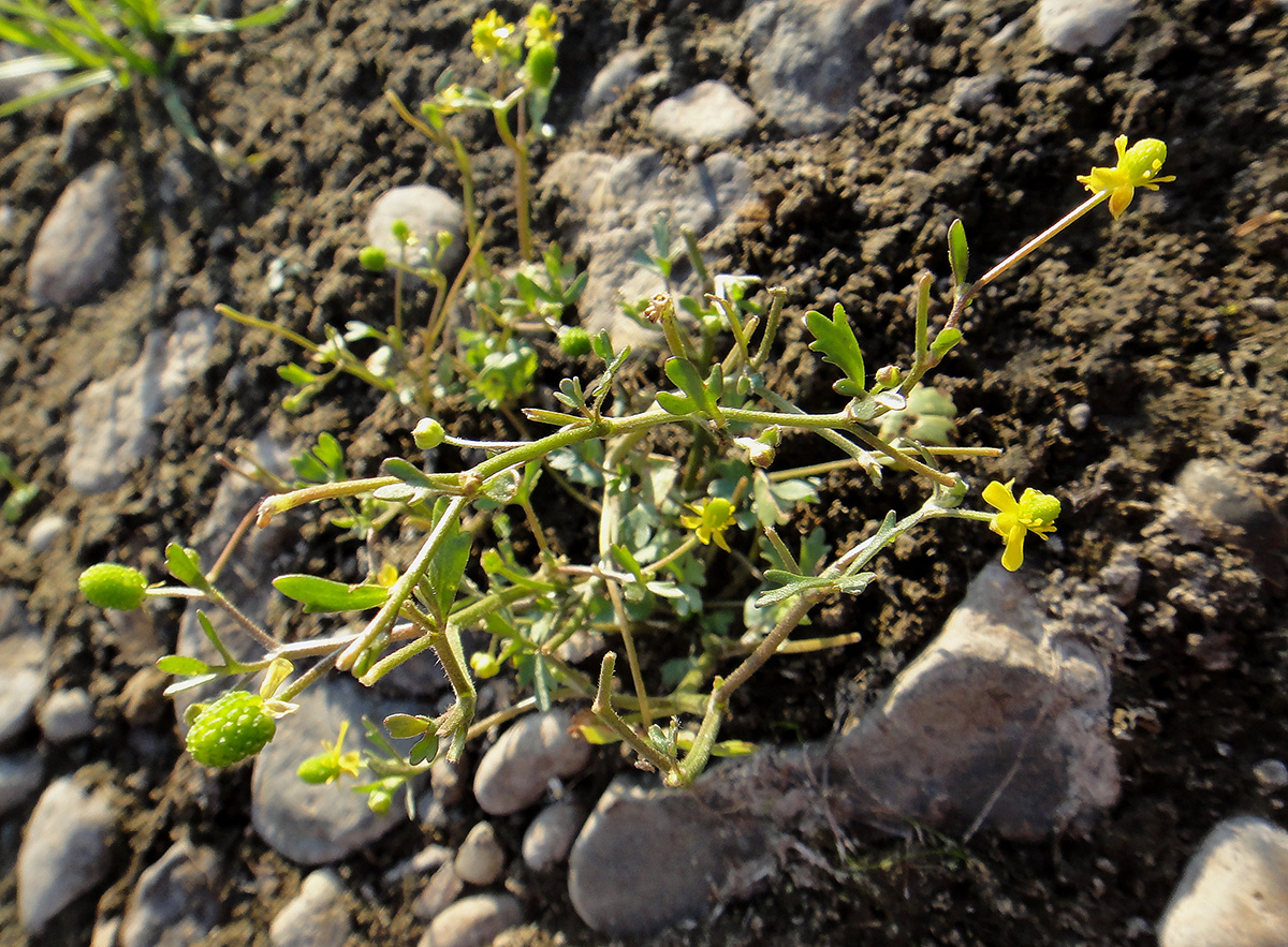 Image of Ranunculus sceleratus specimen.