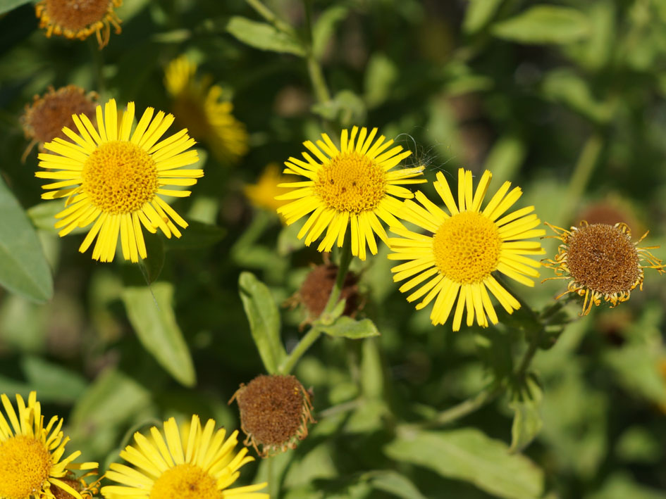 Изображение особи Inula britannica.