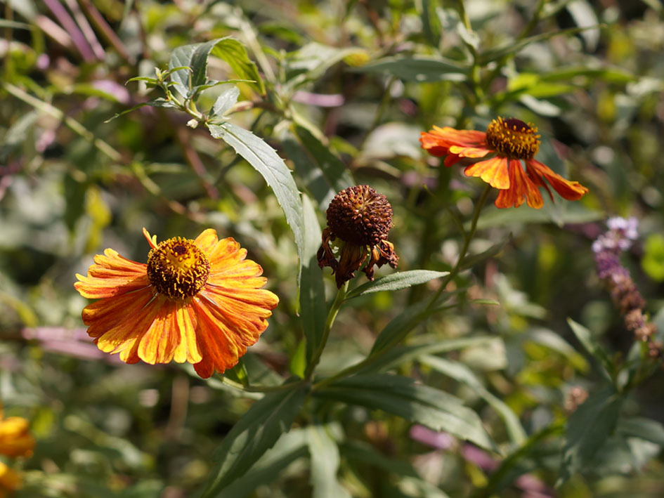 Image of Helenium autumnale specimen.