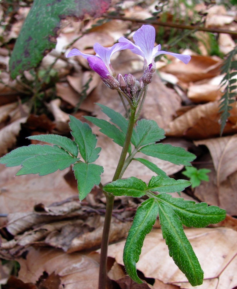 Image of Cardamine quinquefolia specimen.