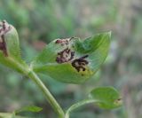 Stellaria media