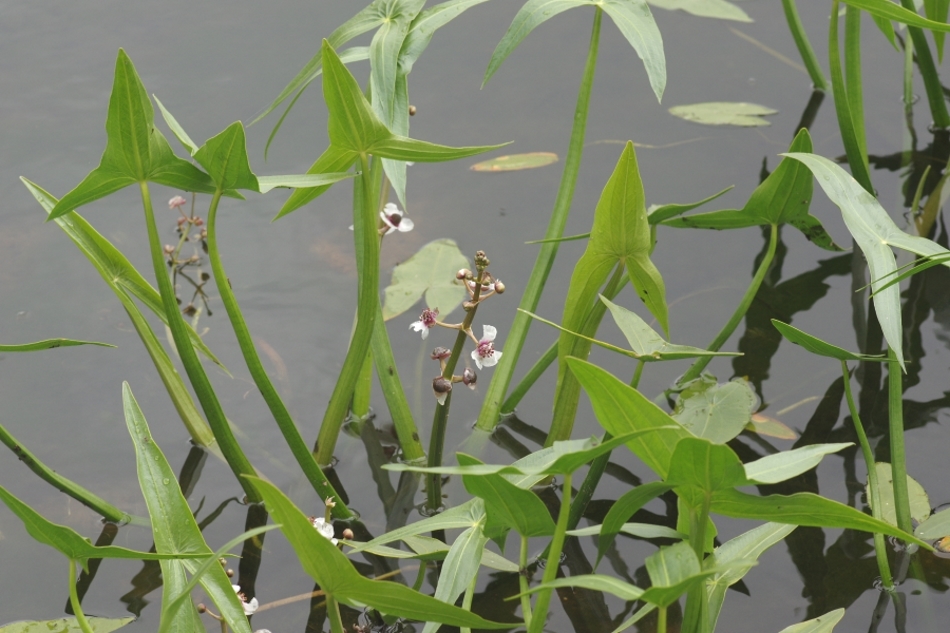 Image of Sagittaria sagittifolia specimen.