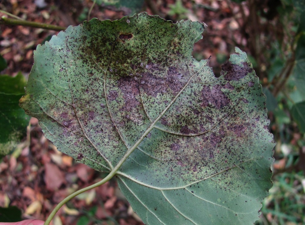 Image of Populus nigra specimen.