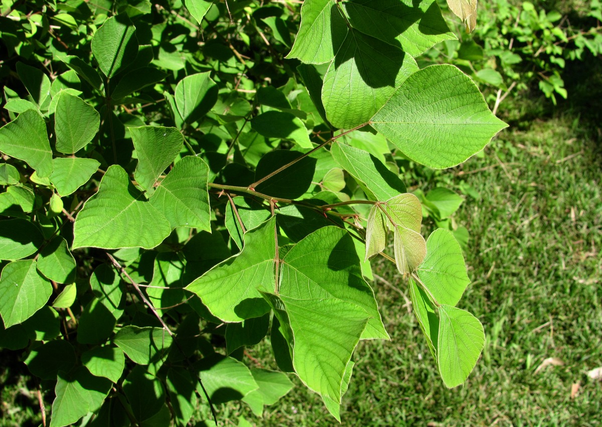 Image of Desmodium elegans specimen.