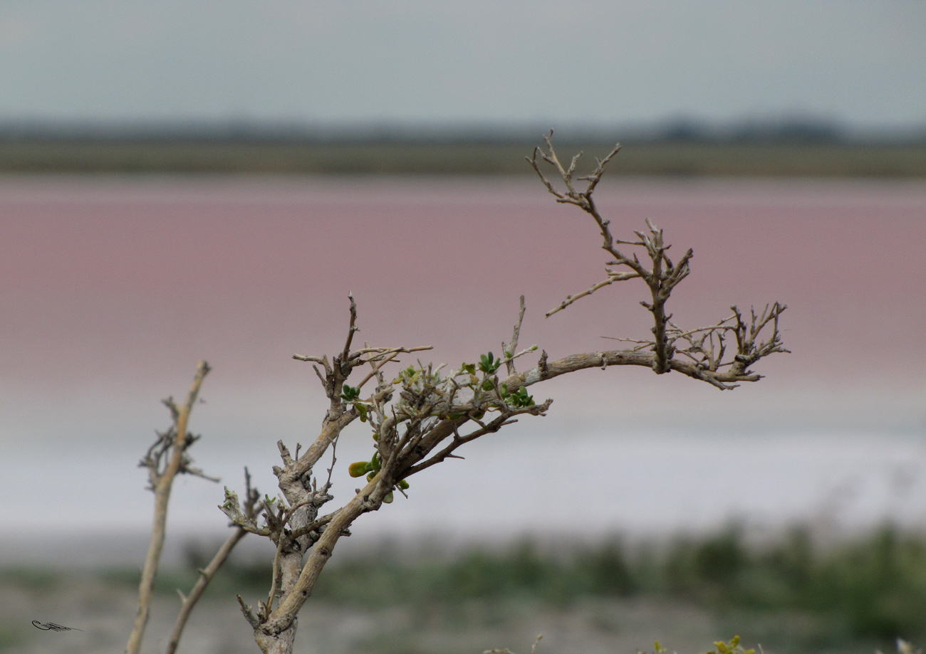 Image of Nitraria sibirica specimen.