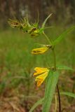 Melampyrum pratense. Верхушка цветущего растения. Новгородская обл., Боровичский р-н, западнее г. Боровичи, сосновый лес. 20.06.2015.