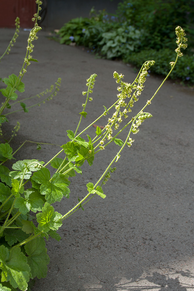 Image of Tellima grandiflora specimen.