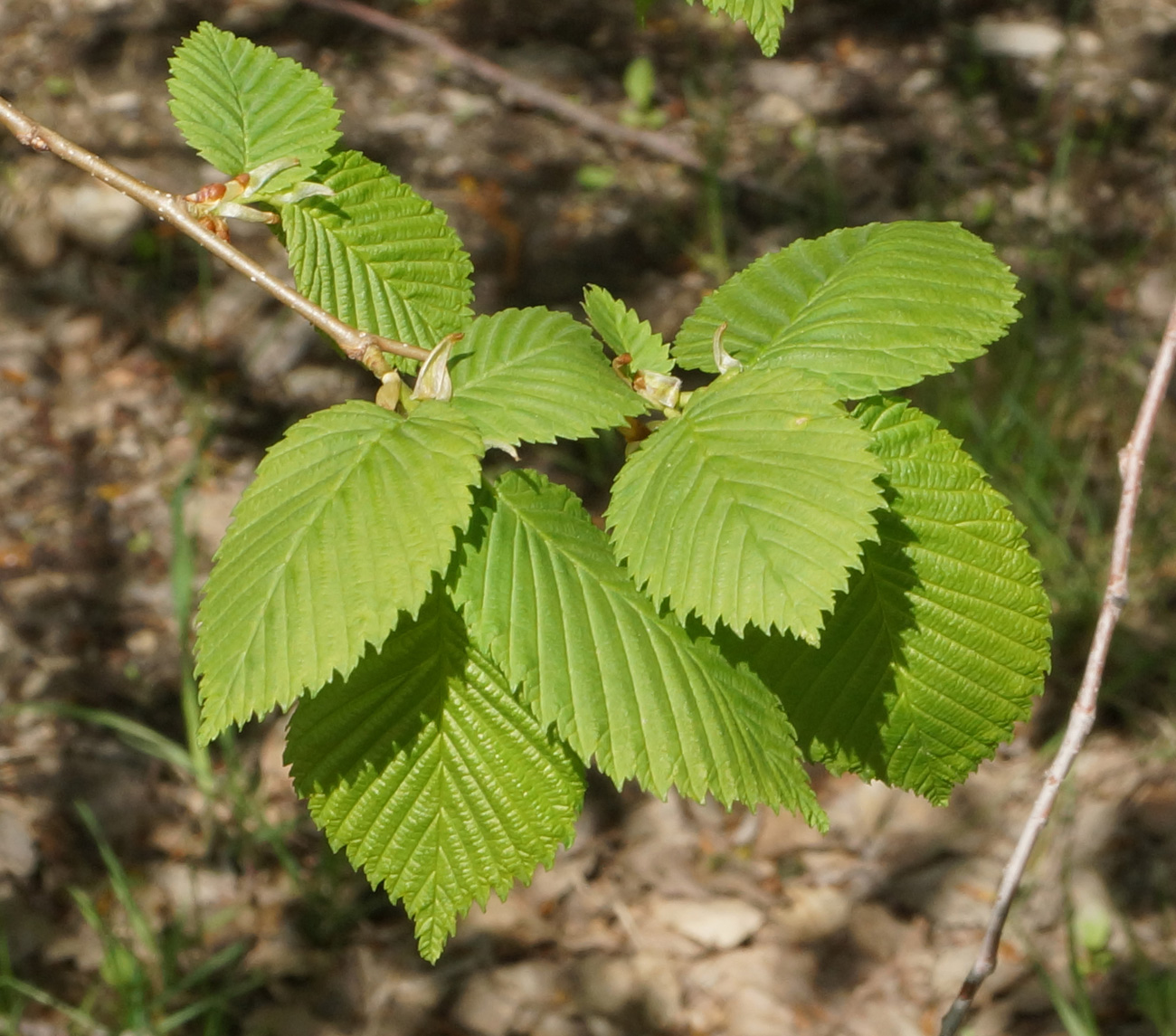 Изображение особи Ulmus laevis.