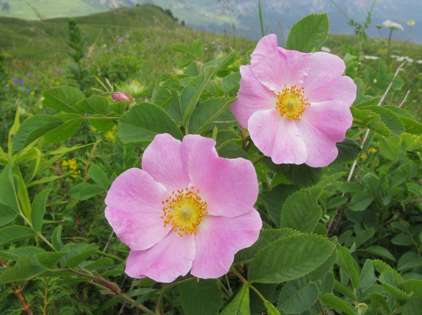 Изображение особи Rosa oxyodon.