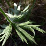 Pulsatilla uralensis. Лист (нижняя сторона). Свердловская обл., окр. г. Североуральск, р-н скал Грюнвальдта, лиственнично-елово-сосновый лес. 30.05.2014.