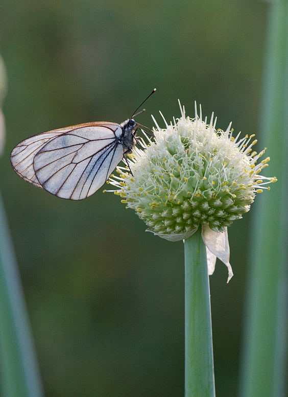 Изображение особи Allium altaicum.