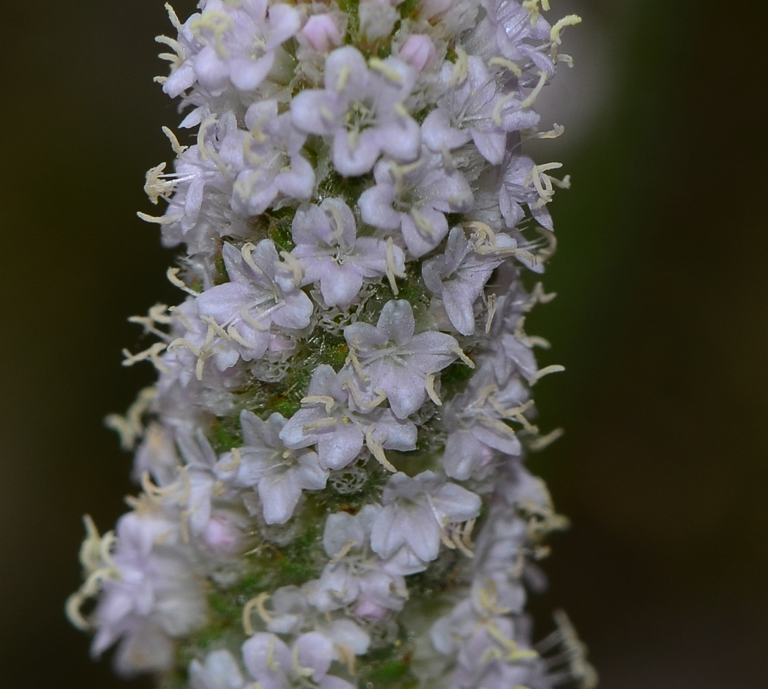 Image of Psylliostachys spicata specimen.