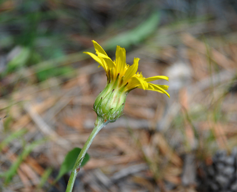 Image of Scorzonera radiata specimen.