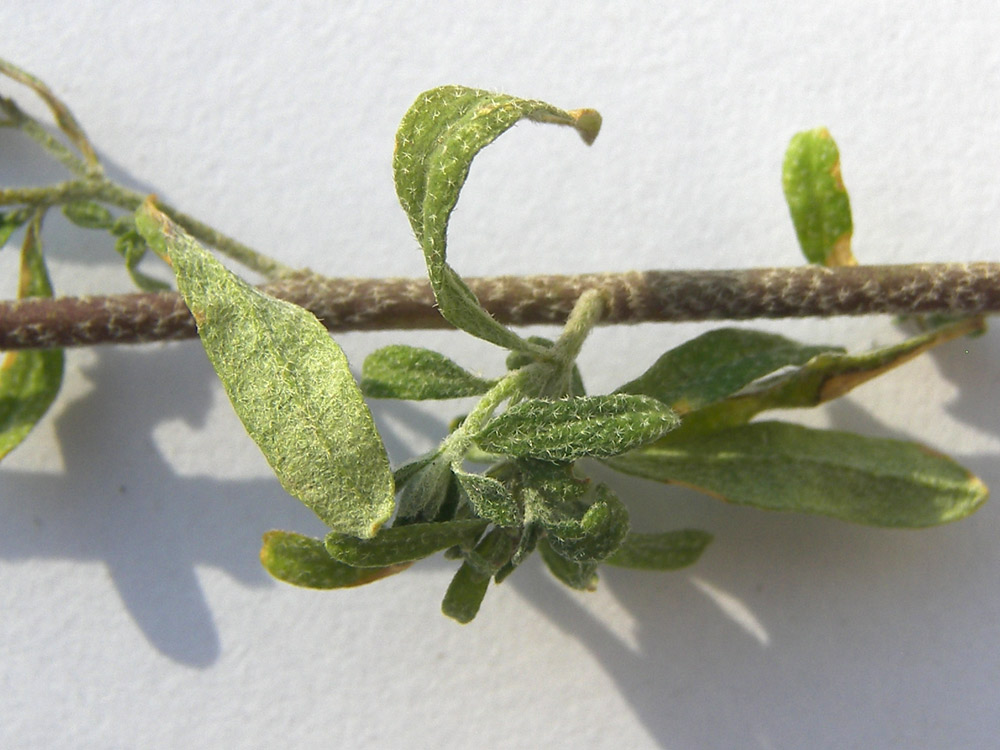 Image of Odontarrhena muralis specimen.