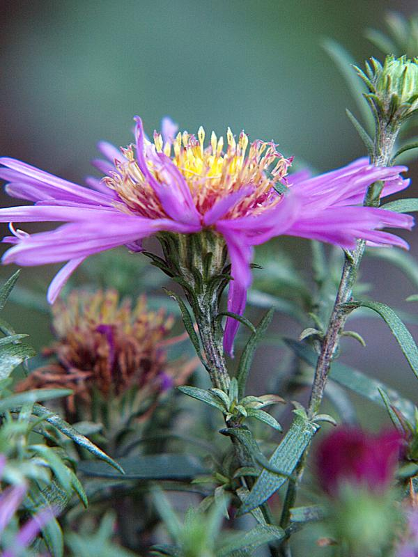 Изображение особи Symphyotrichum &times; versicolor.