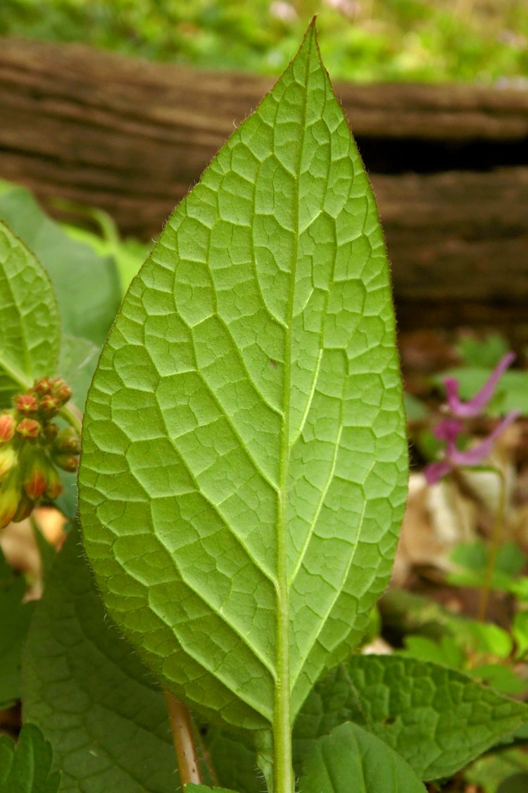 Image of Symphytum grandiflorum specimen.