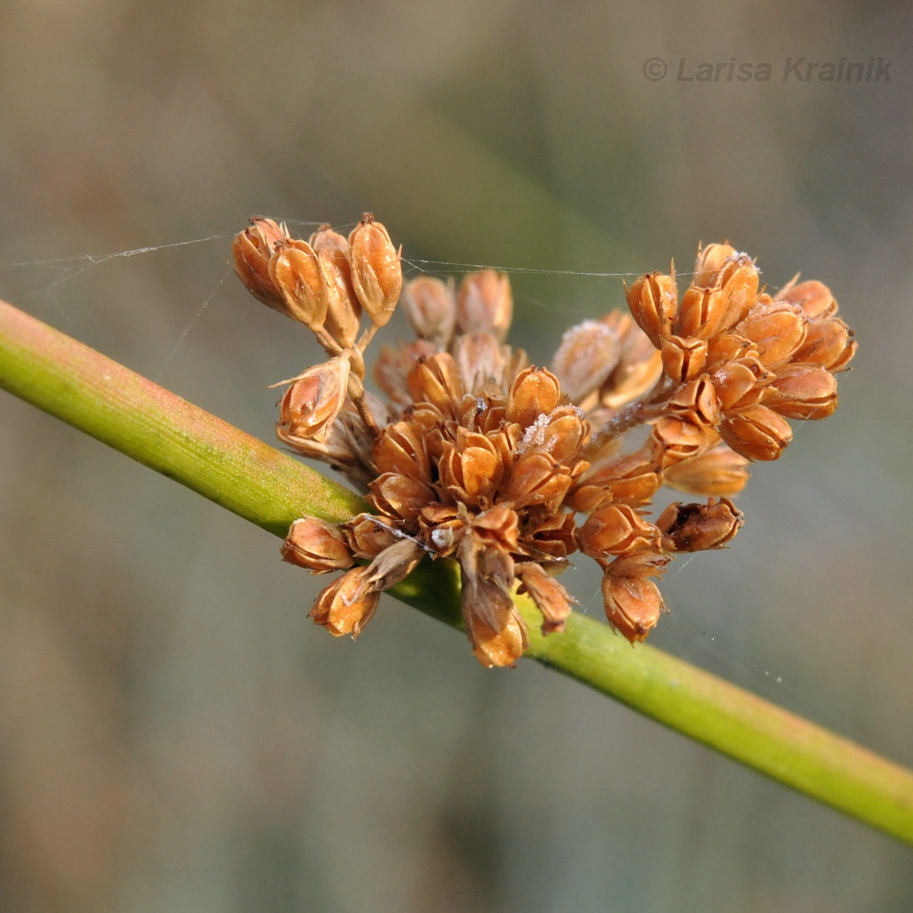 Изображение особи Juncus decipiens.