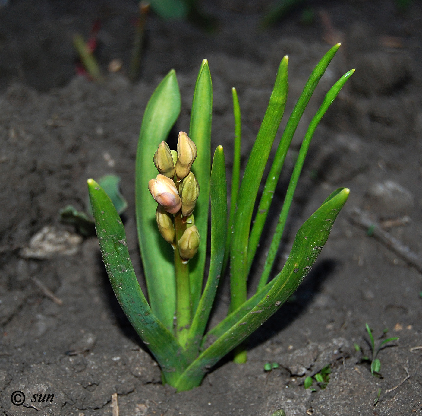 Image of Hyacinthus orientalis specimen.