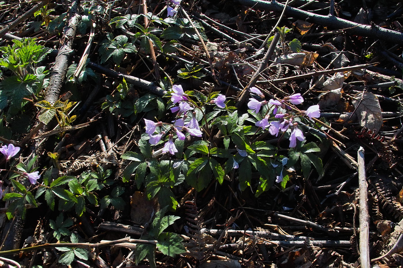 Image of Cardamine quinquefolia specimen.