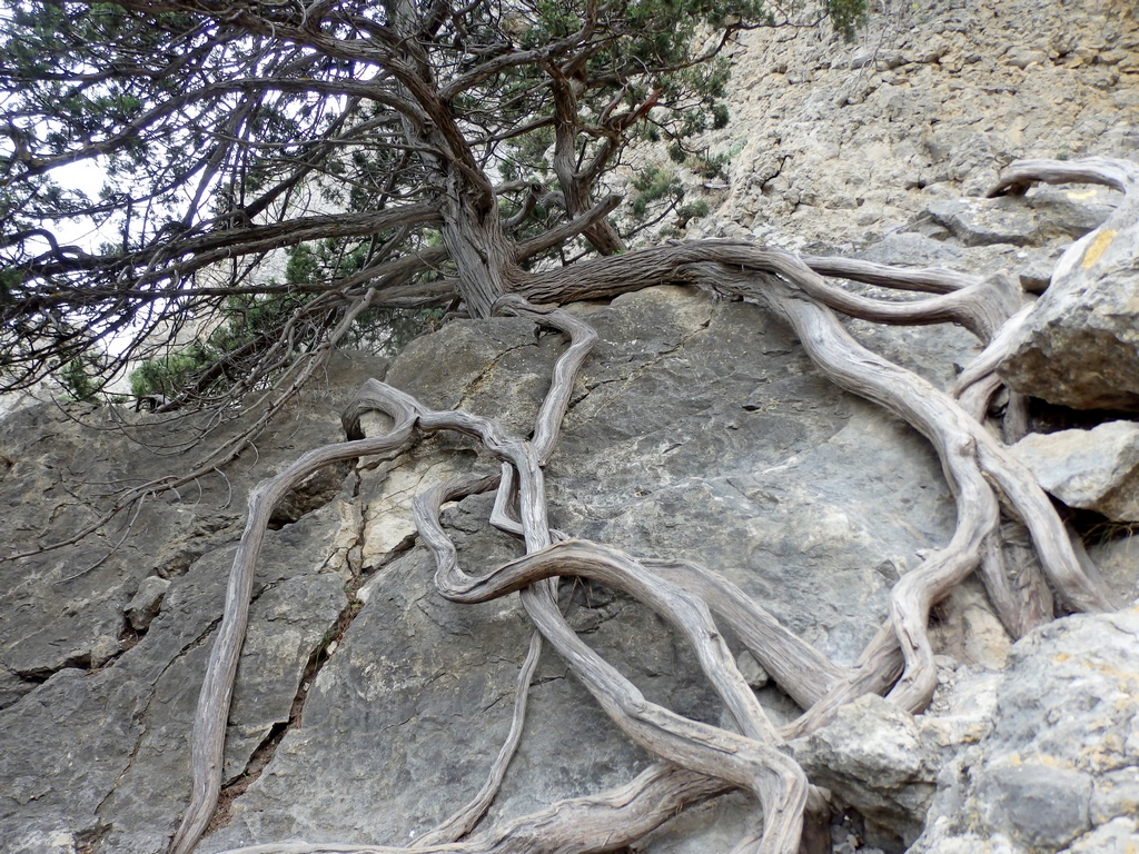 Изображение особи Juniperus excelsa.