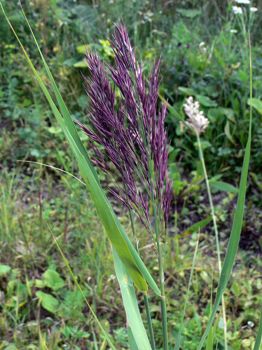 Image of Phragmites australis specimen.