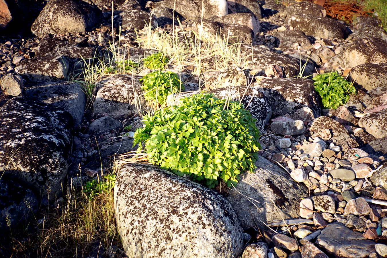 Image of Ligusticum scoticum specimen.