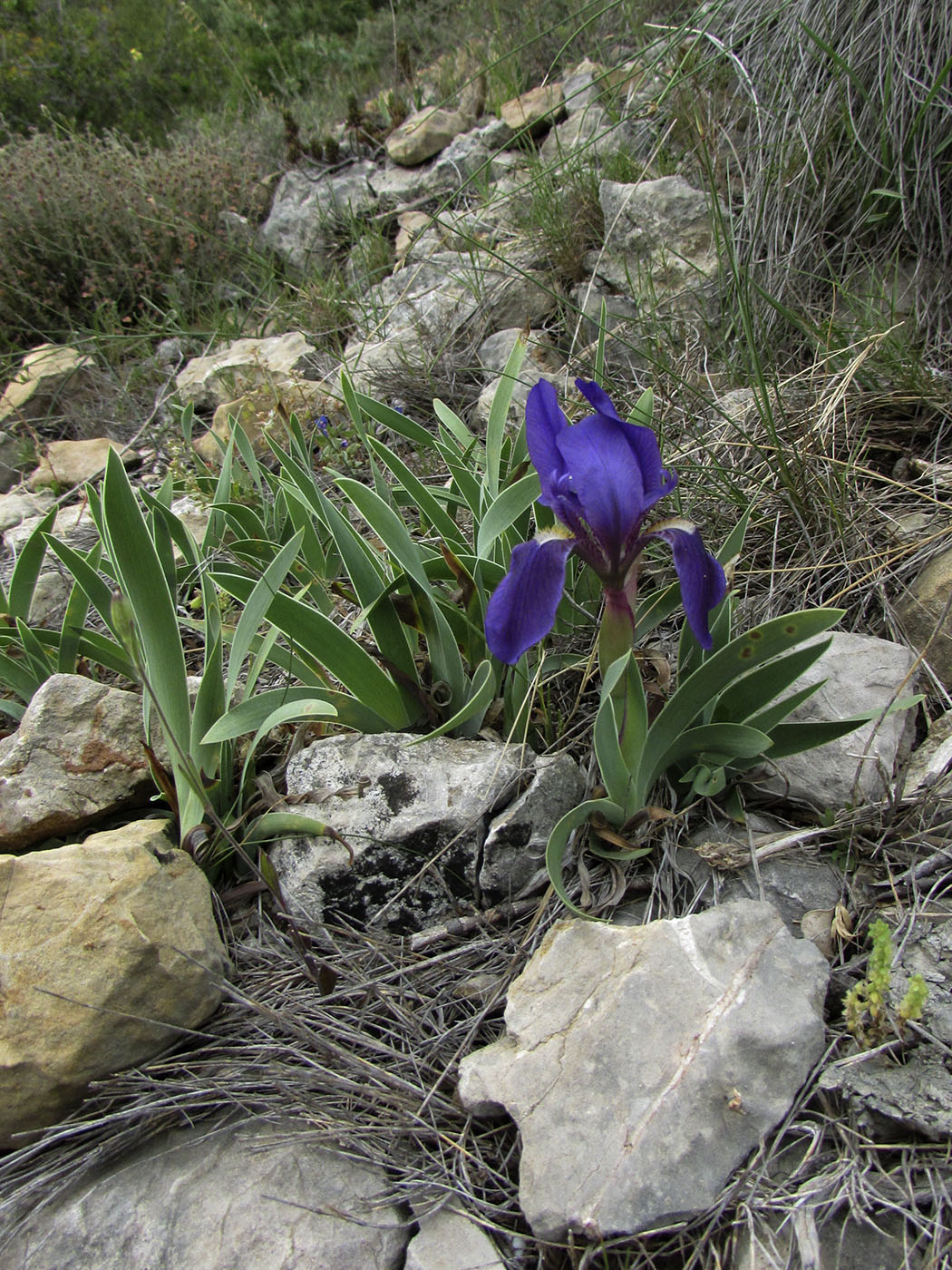 Image of Iris lutescens specimen.