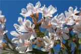 Nerium oleander. Соцветие. Греция, о. Крит, Ретимно (Ρέθυμνο), в культуре. 06.05.2014.