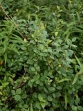 Vaccinium uliginosum. Растение с недозрелыми плодами. Сырой березняк в окрестностях Мурманска, конец августа 2008 г.