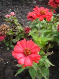 Zinnia elegans