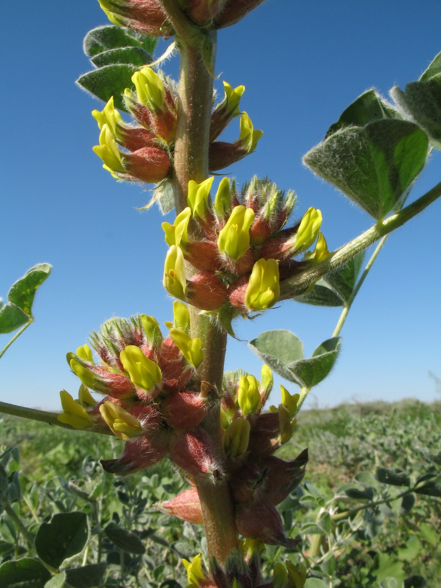 Image of Astragalus sphaerophysa specimen.