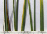 Carex transcaucasica